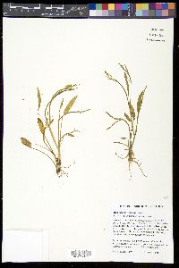 Ranunculus pusillus image