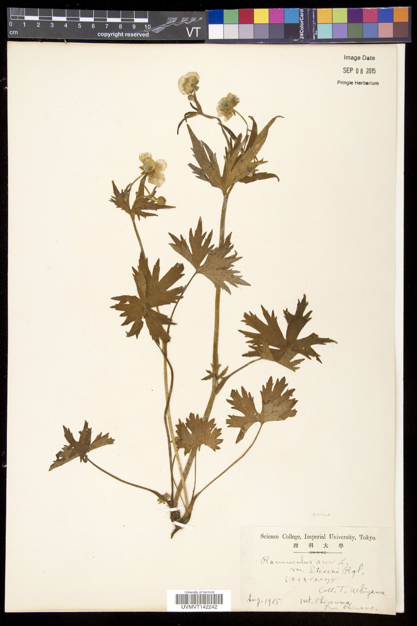 Ranunculus acer image