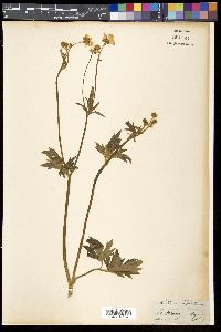 Ranunculus laetus image