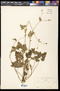 Ranunculus japonicus image