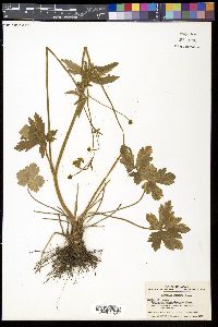 Ranunculus japonicus image