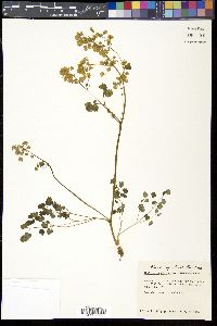 Thalictrum dioicum image