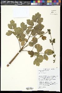 Thalictrum amphibolum image
