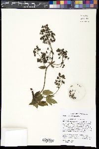 Thalictrum amphibolum image