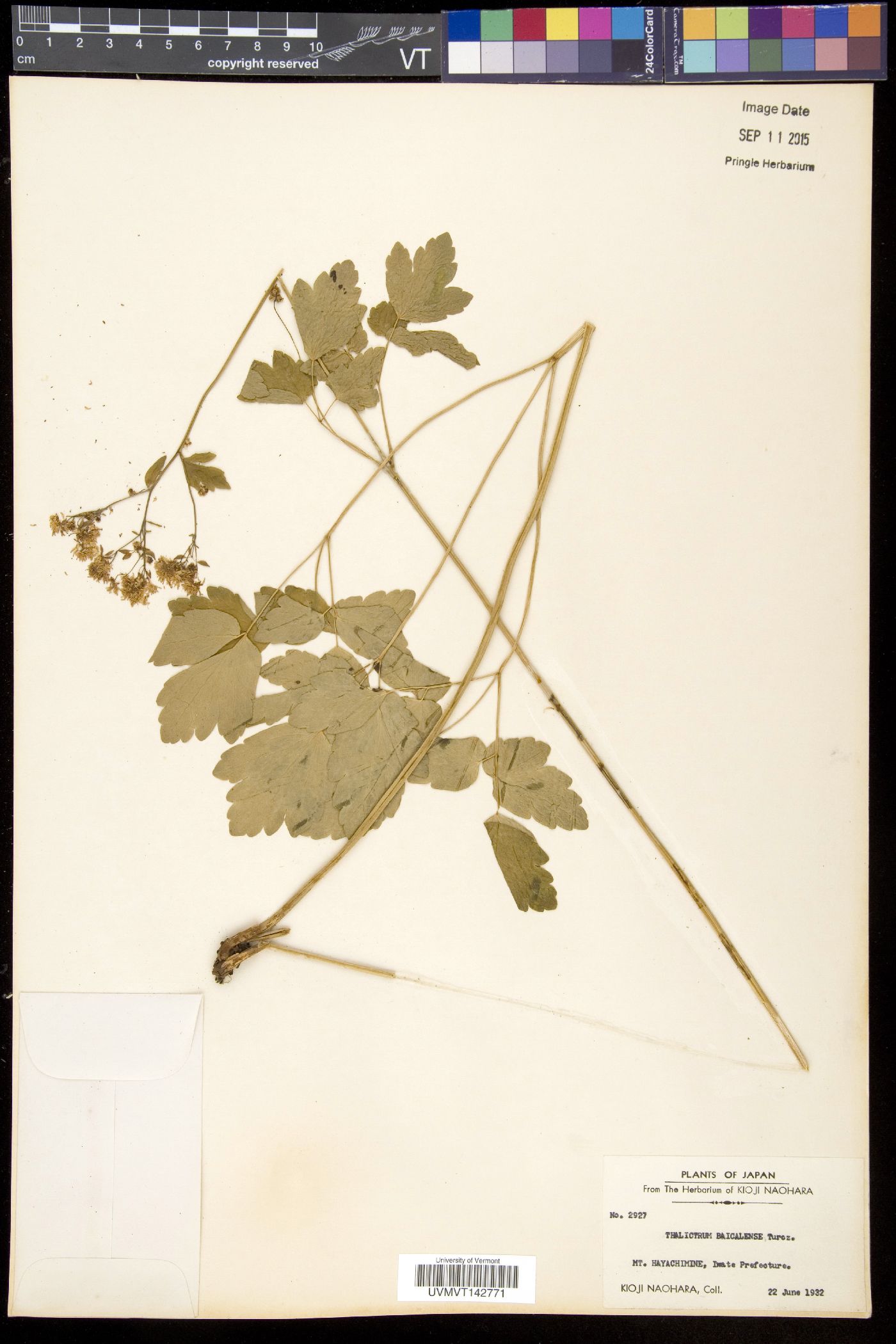 Thalictrum baicalense image