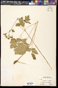 Media resource of Thalictrum baicalense