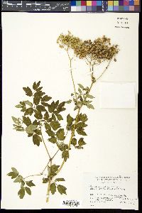 Thalictrum aquilegifolium image