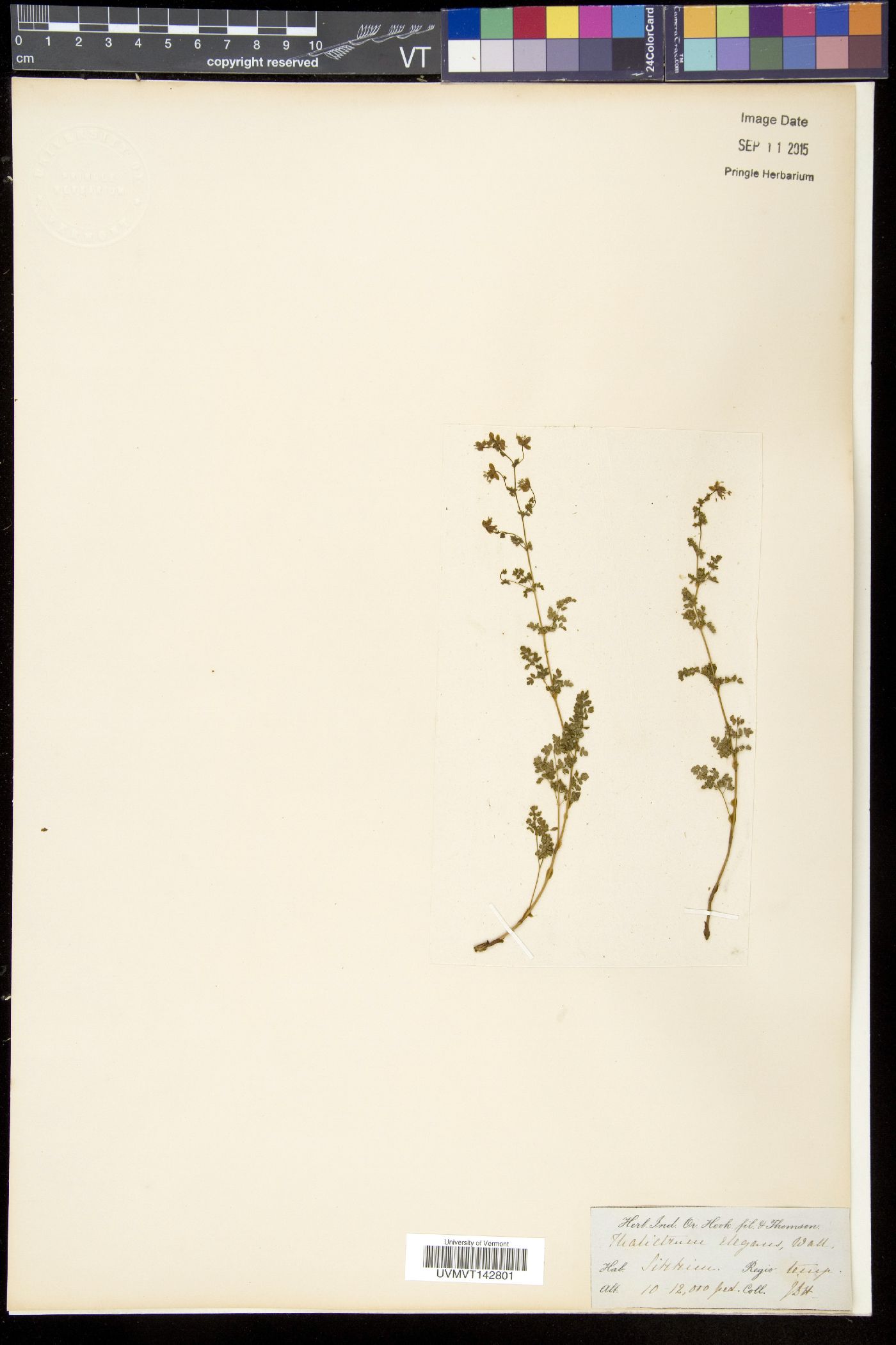 Thalictrum elegans image