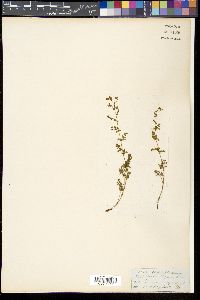 Media resource of Thalictrum elegans