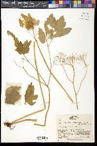 Thalictrum tuberiferum image
