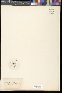 Media resource of Thalictrum foliolosum