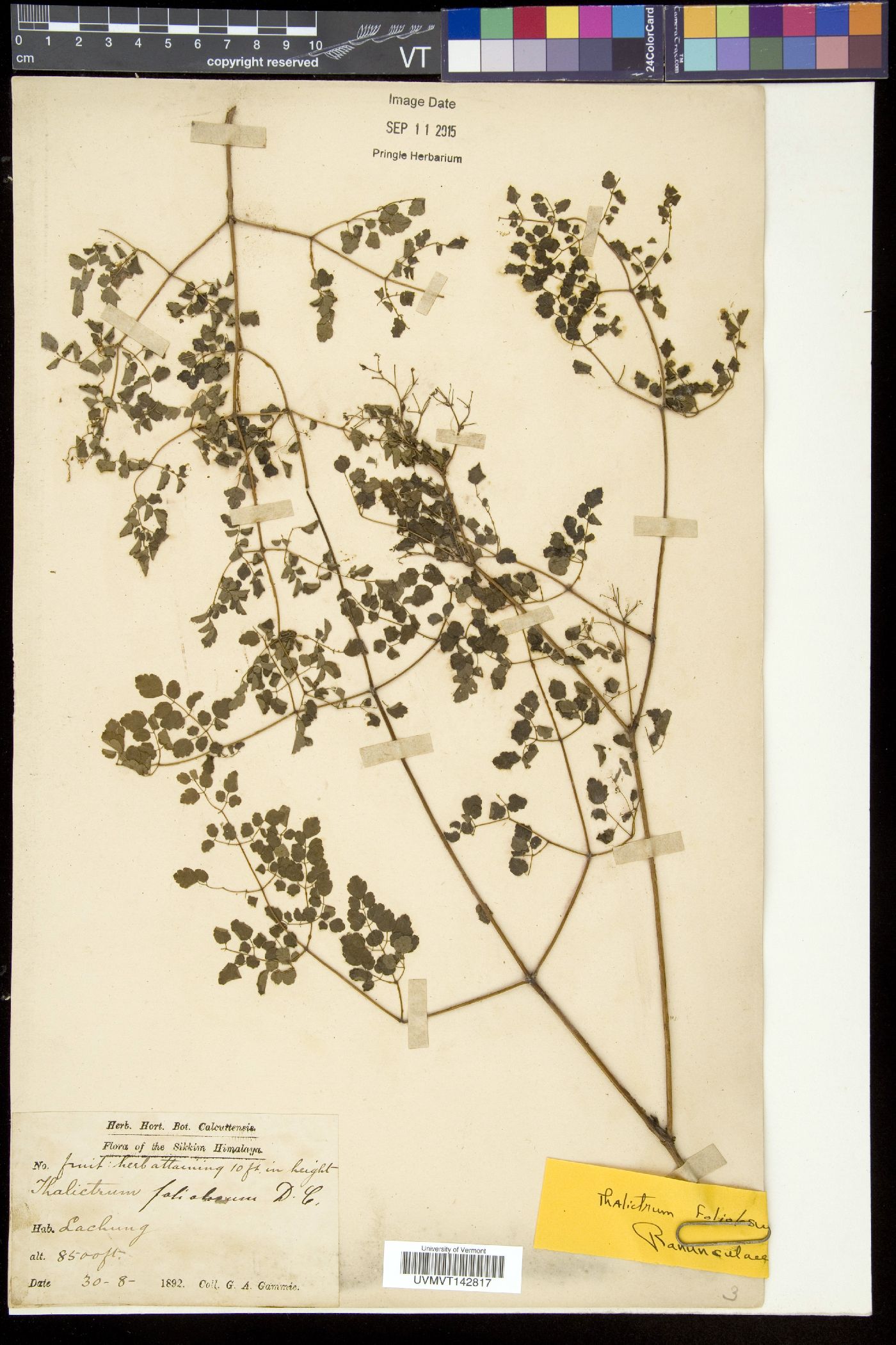 Thalictrum foliolosum image
