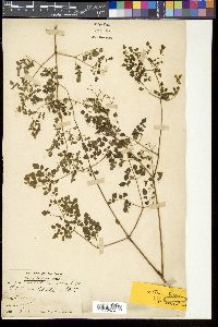 Thalictrum foliolosum image