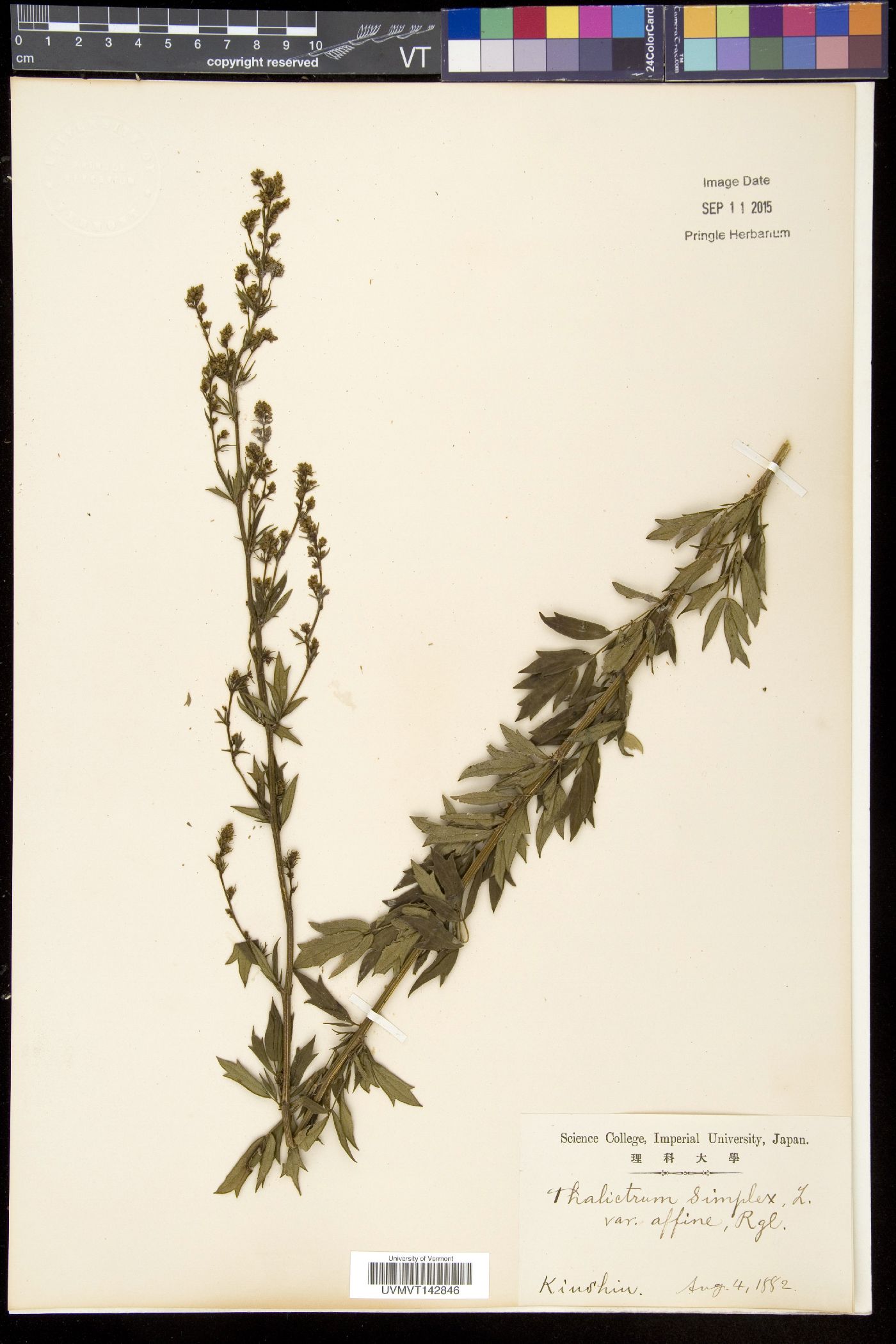 Thalictrum simplex image