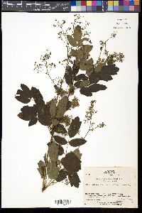 Thalictrum minus image