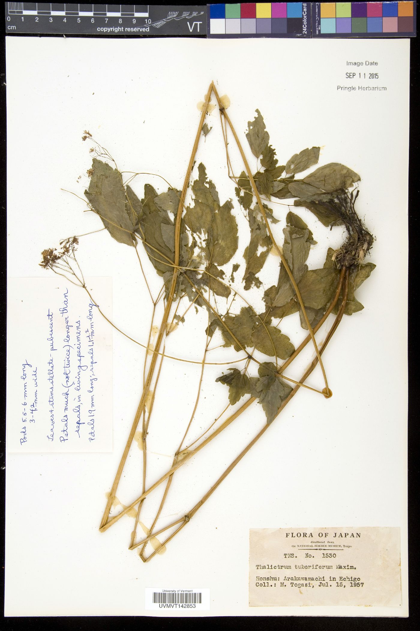 Thalictrum tuberiferum image