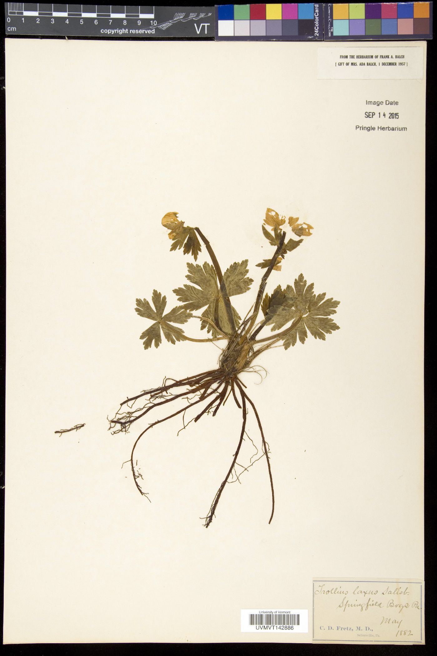 Trollius image