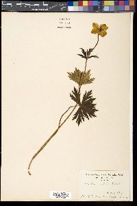 Trollius ranunculinus image