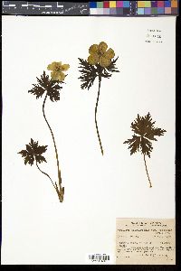 Media resource of Trollius riederianus