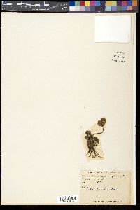 Media resource of Trollius pumilus