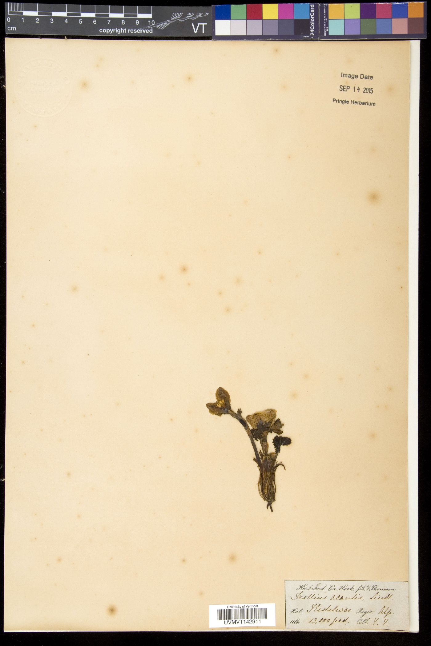 Trollius acaulis image