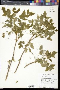 Xanthorhiza simplicissima image