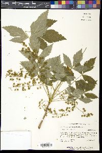 Xanthorhiza simplicissima image