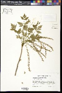 Xanthorhiza simplicissima image
