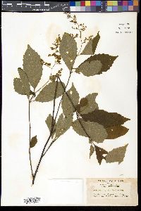 Media resource of Meliosma tenuis