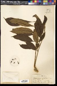 Meliosma pinnata image