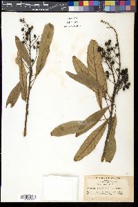 Meliosma rigida image