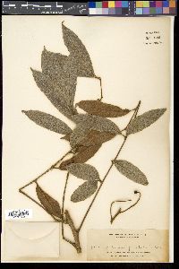 Meliosma pinnata image