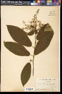 Meliosma myriantha image