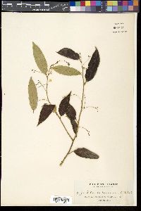 Sabia parviflora image