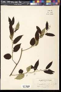 Sabia parviflora image