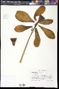 Nelumbo lutea image