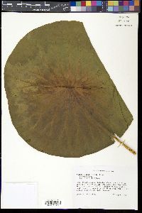 Nelumbo lutea image