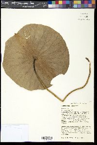 Nelumbo lutea image