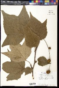 Platanus mexicana image