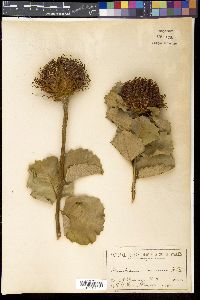 Banksia coccinea image