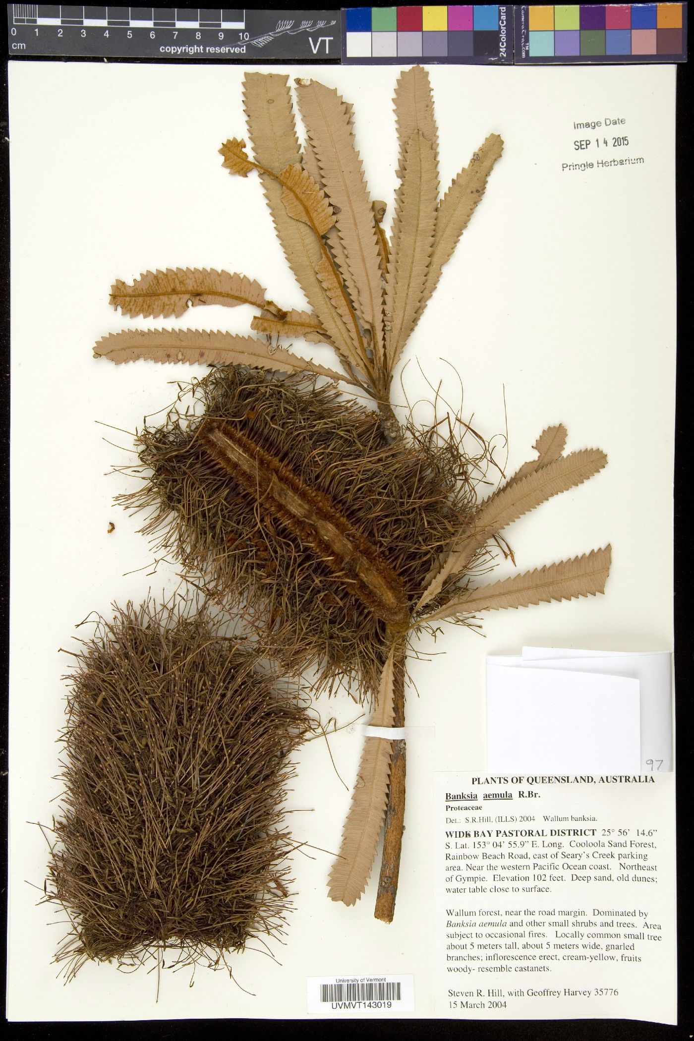 Banksia aemula image