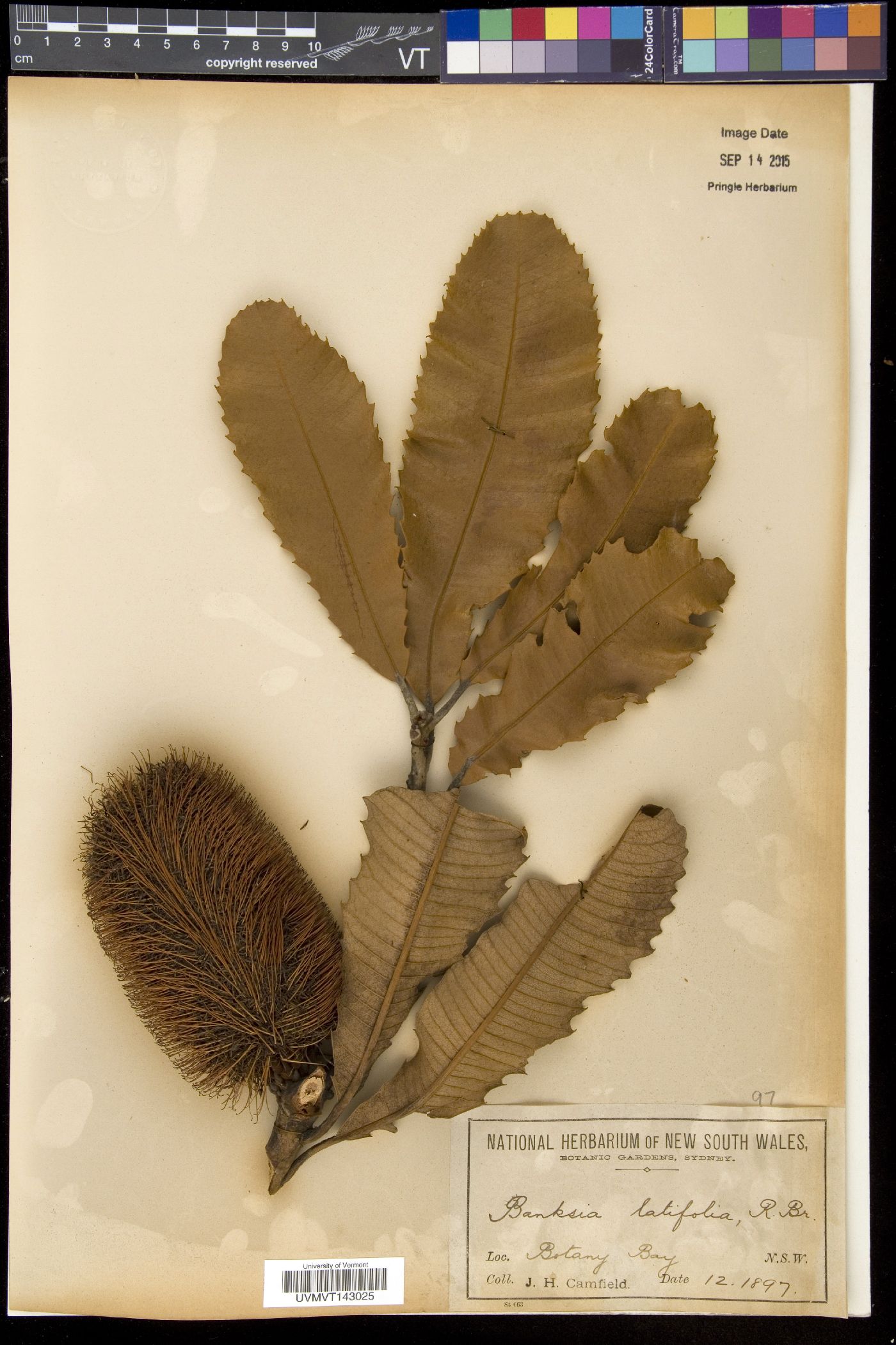 Banksia latifolia image