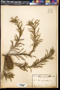Banksia marginata image