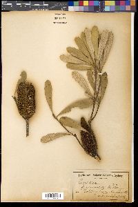 Media resource of Banksia paludosa