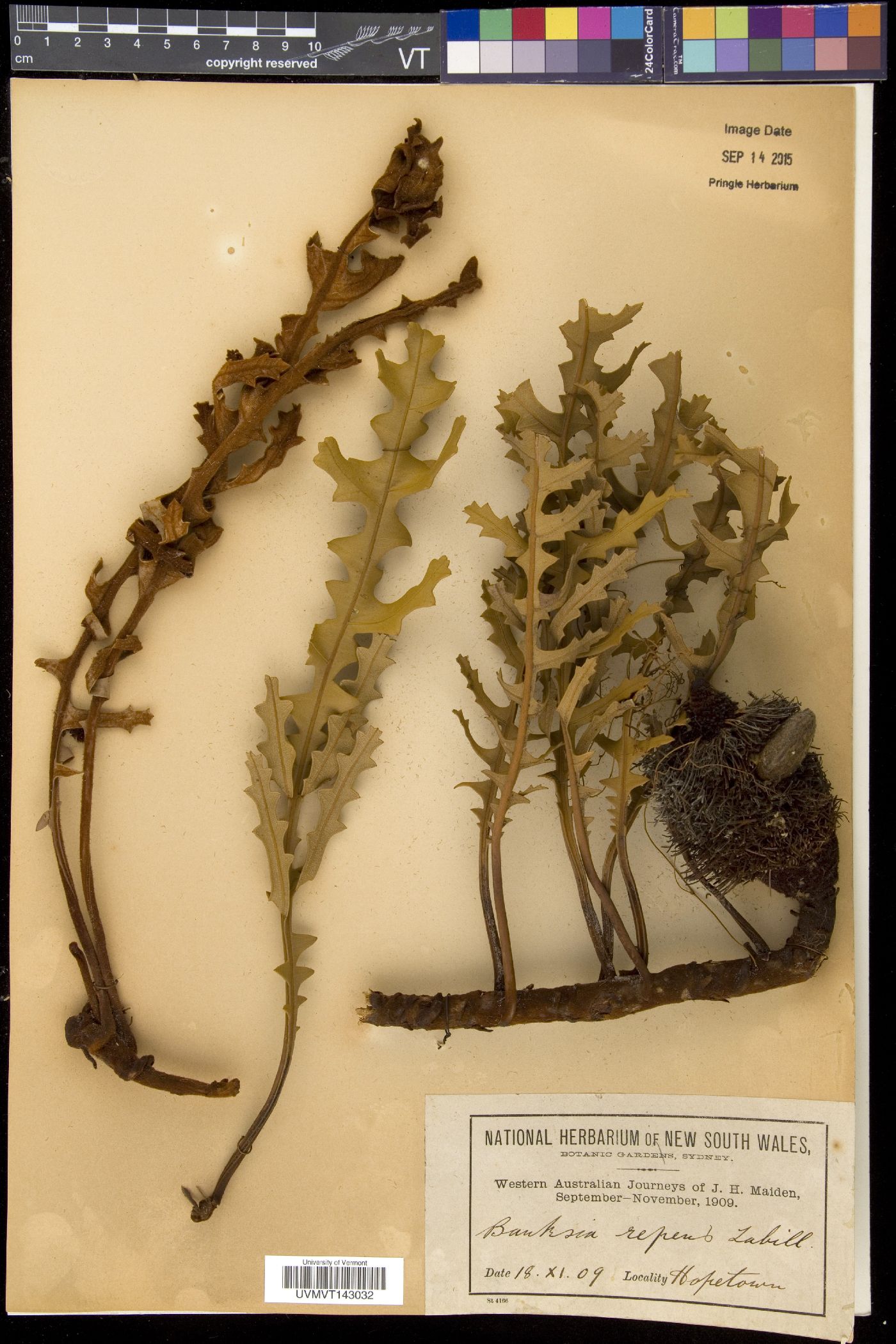 Banksia repens image