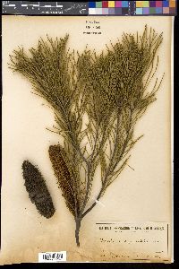 Banksia spinulosa image