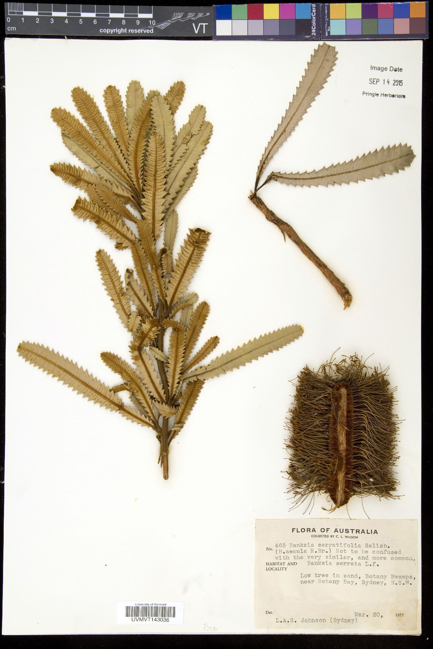 Banksia serratifolia image