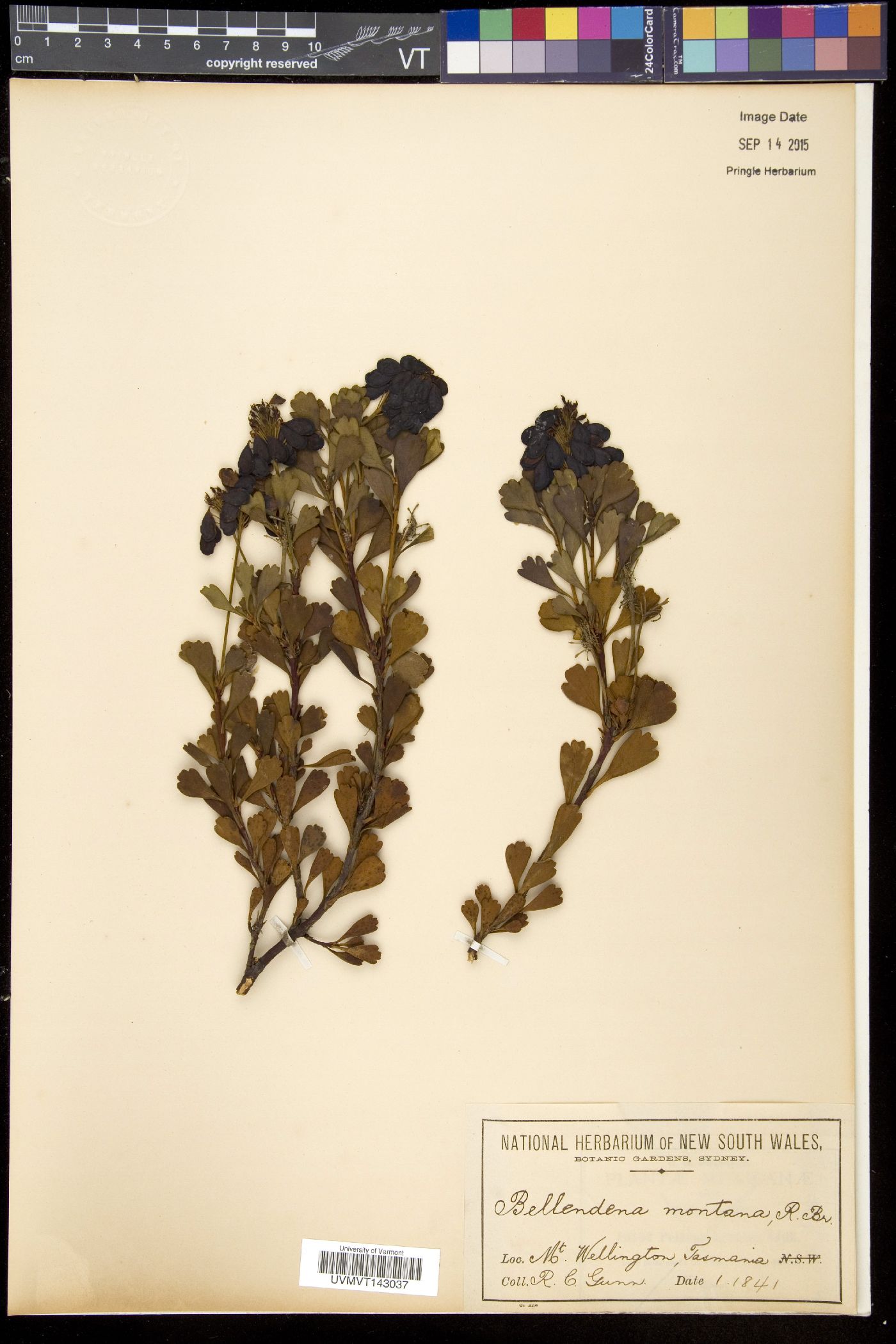 Bellendena image
