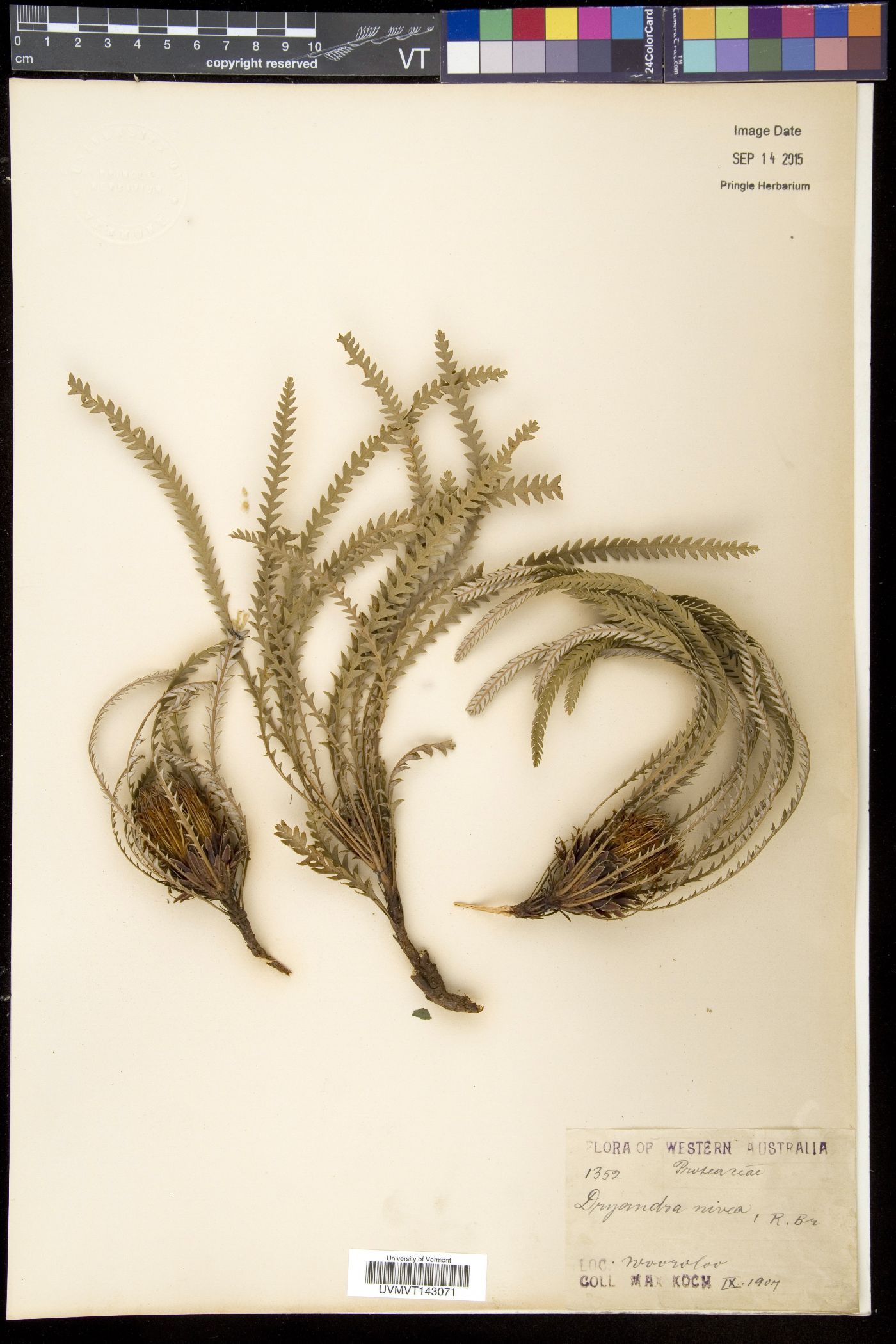Dryandra image