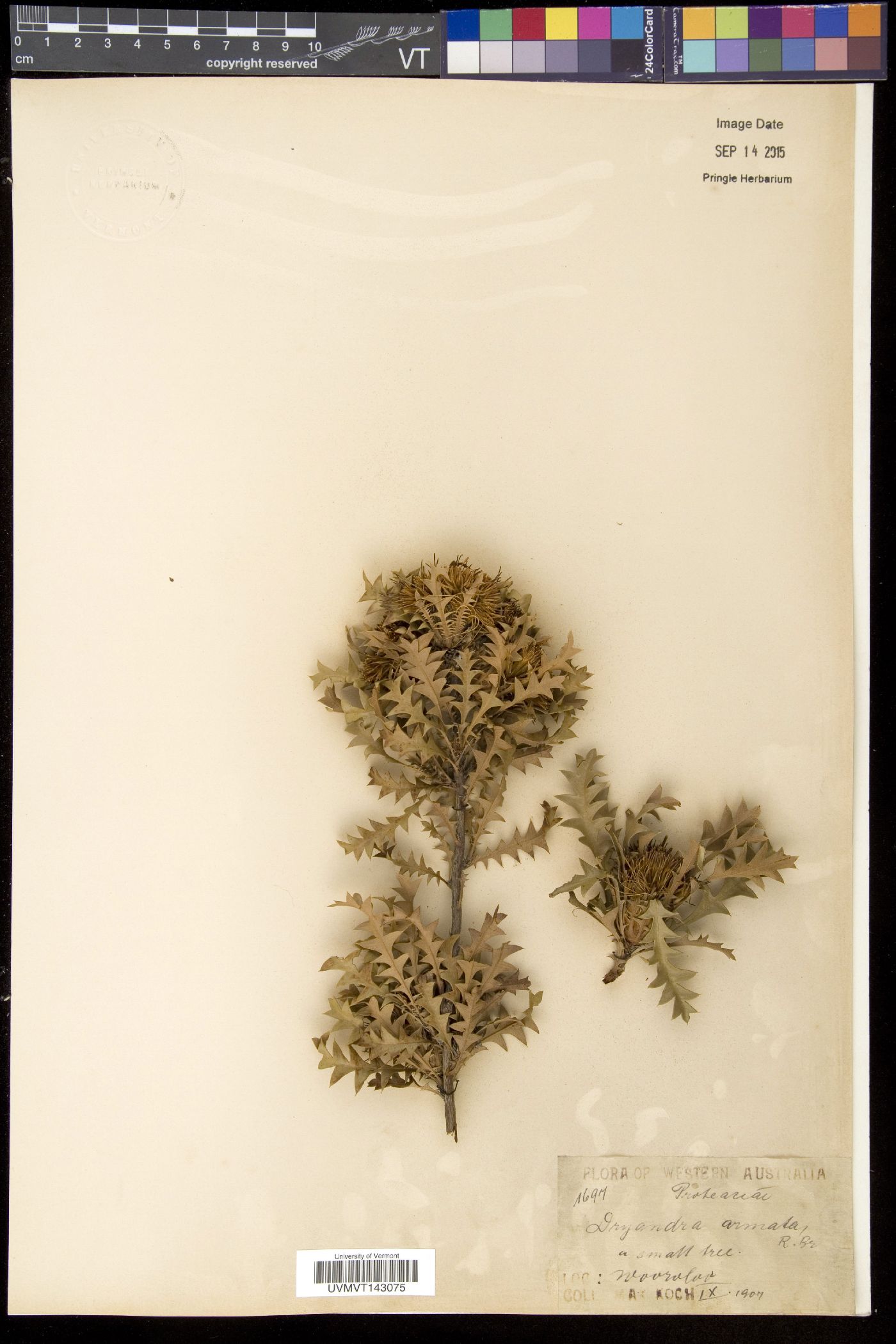 Dryandra image